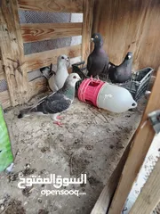  1 حمام للتبديل على جوز عصافير حب تحته فراخ