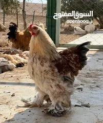  4 للبيع ديوك براهمه