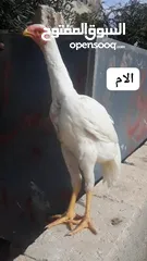  10 صيصان وديوك باكستاني