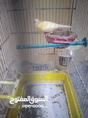 2 كنار طيره شبه جاهزه للبيع مع القفص