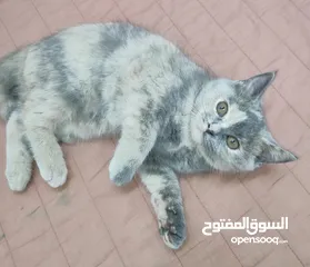  5 kittens Scottish fold and Scottish straight  قطط سكوتش فولد وسكوتش ستريت