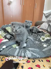  6 Male Scottish Fold KITTENS  are Very Loving and Playful Kittens for Rehoming