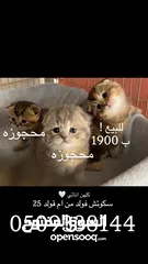  1 قطط مستوا حلو وبسعر رمزي