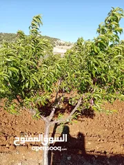  19 مزرعه للبيع في منطقة عجلون عبين داخل التنظيم مساحتها 10 دونمات