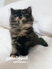  2 للبيع قطه جميله هملايا من اب هملايا العمر شهرين ونص القطه جميله جدا ما شاءالله