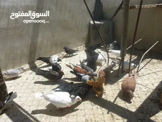  10 الكوم 70 فقط الحبة ليرتين فقط  حرق .... حرق .... حرق.... الموقع الكرك / الحسينية