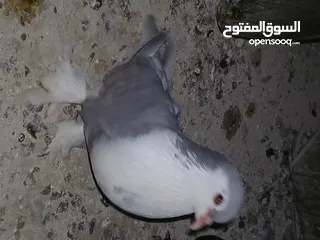  14 4 جواز شغاله  وفحل مكفوله للبيع دون الفراخ 35 دينار كوم