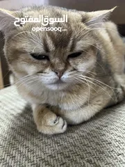  2 ستريت سكوتش11لون مميز ذهبي