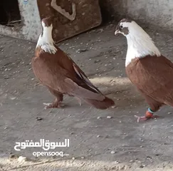  28 حمام نخب الماني جواز وفردات