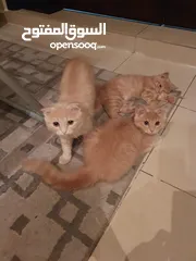  1 قطط شيرازي الثلاثة