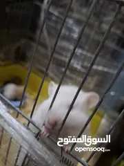  6 هامستر سوري ذكر وانثى مع 6 صغار الوان متنوعه الانثى هالبينو عيون حمر