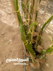  3 اشكال دراغون فروت