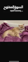  3 Cats For Adoption قطط للتبني