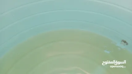  5 الصفوه لخدمات جلى الرخام والتلميع بكرستال وتنظيف الكنب والسجاد ورش الحشرات والتعقيم وتنظيف الفلل