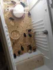  3 صيصان بلدي للبيع صحه نظيفه