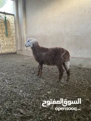  3 كبش عماني ود 5 اشهر سمين