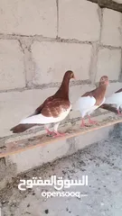  6 فراخ يهوديات 16 حبه جميع الألوان مفطومات جاهزات للجرد