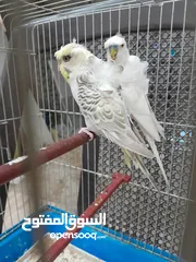  1 موجود جوز حب هوجو روما الفحل ابو فراخ والطيره بكريه الله يبارك لصاحب النصيب