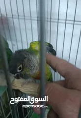 7 طيور للبيع