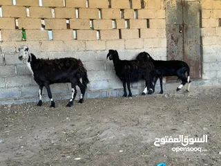  11 ذبائح عمانيه مع الذبح والسلخ