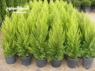  9 اشجار مثمر و زينه