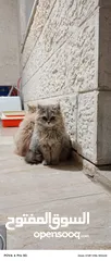  1 قطة شيرازي فل(انثى )