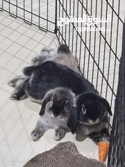  2 Holland lop rabbits