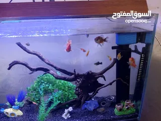  1 حوض سمك واسماك للبيع