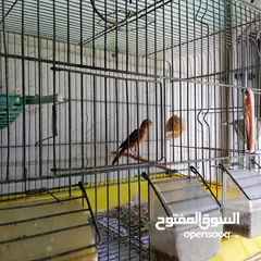  2 جوز كنار نخب النخب