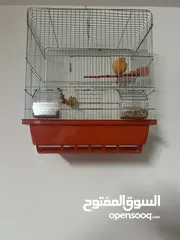  1 طيور كنار انواع جميله