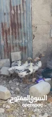  2 فراخ وز للبيع