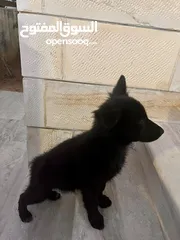  4 German Shepherd Royal Black Puppy