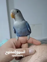 1 روز اليـــف جــــدا 100%