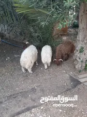  5 ثلاث خرفان فوق الست شهور مسكرات لحم ماشاء للبيع