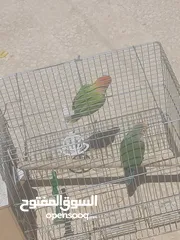  1 روز ذكر وانثى