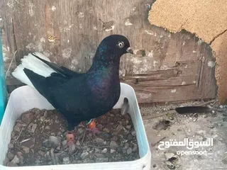  1 يا غانمين هذول 8حمامات ادفع بحق الله وشيل