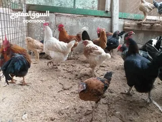  2 دجاج بياض و صيصان للبيع ... الرجاء قراءة الإعلان قبل الاتصال...