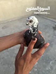  3 تنظيف سطح جوزين بسعر حرق