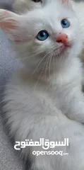  3 قطط مكس شيرازي  شهرين