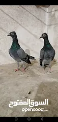  3 حمام شلبي جواز نخب أول