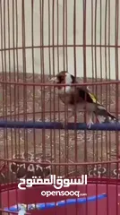  9 للبيع طائر حسون كبيس ولغه