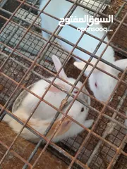  4 هجين ببيون و فرنسي