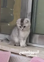  5 قط سكوتش فولد عمر شهرين ونص