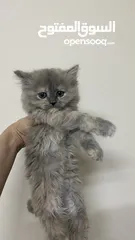  1 الام شنشلاا والاب سكوتش