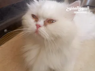  3 قطة انثي وابنها للبيع