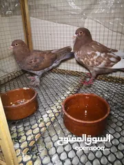  2 4 حمامات رومي وقصفين المكان فيصل
