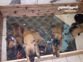  3 بالجيم ماليونو
