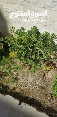  9 زريعة مشكلة