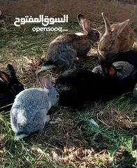  2 أرانب نخب للبيع