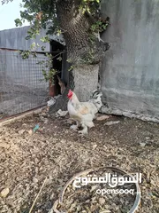  1 جوز براهمي
